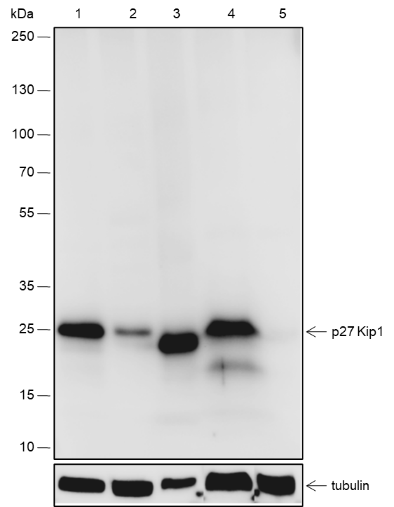 Anti-p27 Kip1 Rabbit mAb