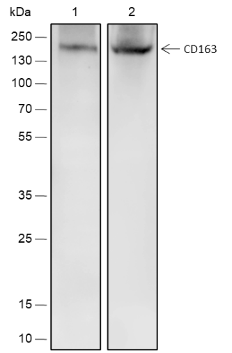 Anti-CD163 Rabbit mAb