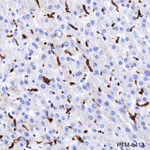 Anti-CD163 Rabbit mAb