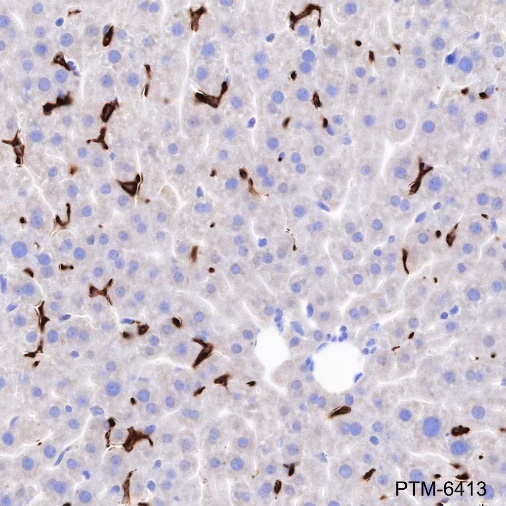 Anti-CD163 Rabbit mAb