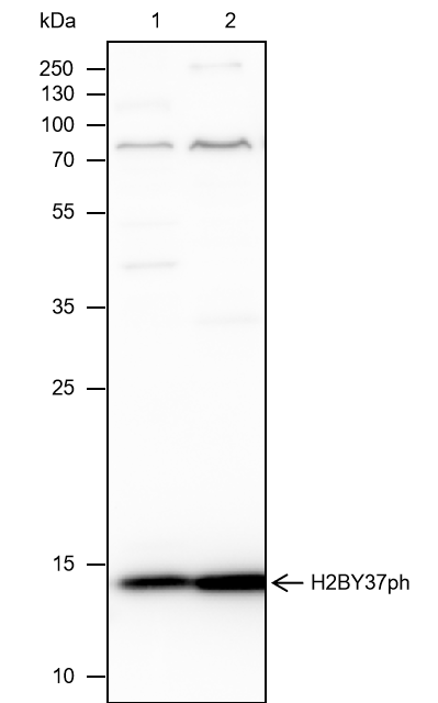 Anti-Phospho-Histone H2B (Tyr37) Mouse mAb
