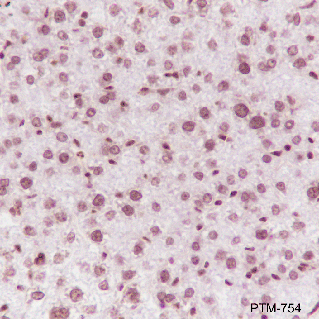 Anti-Phospho-Histone H2B (Tyr37) Mouse mAb