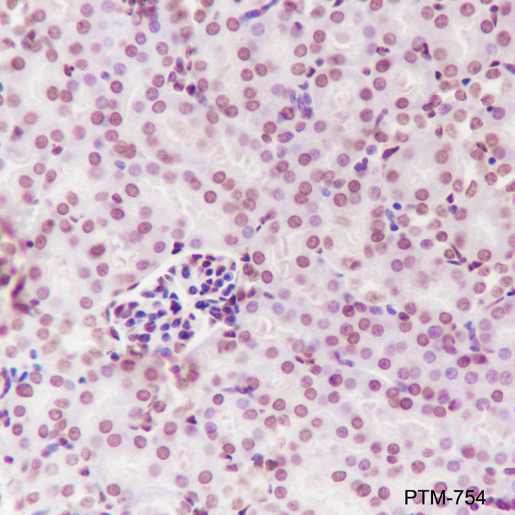 Anti-Phospho-Histone H2B (Tyr37) Mouse mAb