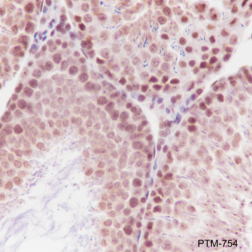 Anti-Phospho-Histone H2B (Tyr37) Mouse mAb