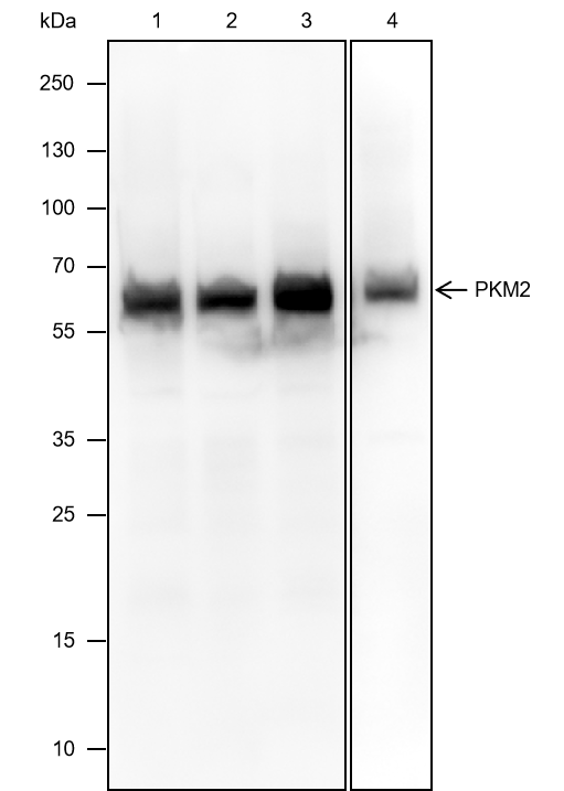 Anti-PKM2 Mouse mAb