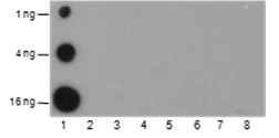 Anti-Acetyl-Histone H2B (Lys5) Mouse mAb