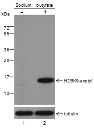 Anti-Acetyl-Histone H2B (Lys5) Mouse mAb