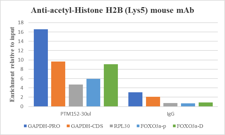 Anti-Acetyl-Histone H2B (Lys5) Mouse mAb
