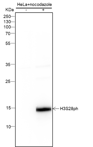 Anti-Phospho-Histone H3 (Ser28) Mouse mAb