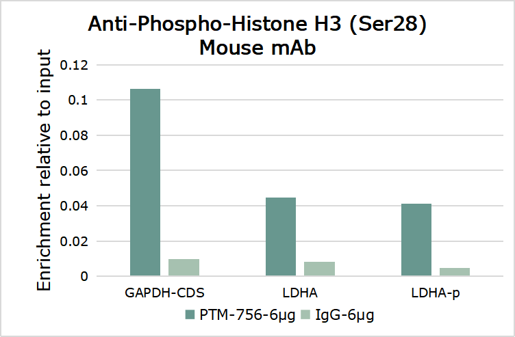 Anti-Phospho-Histone H3 (Ser28) Mouse mAb