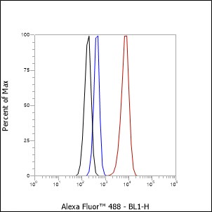 Anti-Casein Kinase 2 beta Rabbit mAb