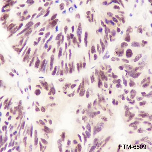 Anti-TDP43 Rabbit mAb