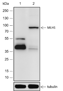 Anti-MLH1 Rabbit mAb