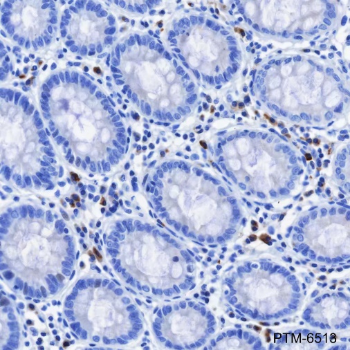 Anti-IGJ Rabbit mAb