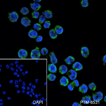 Anti-IGJ Rabbit mAb