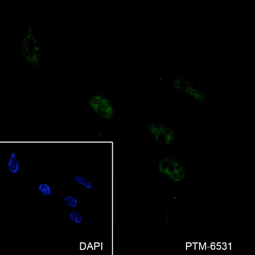 Anti-IGJ Rabbit mAb