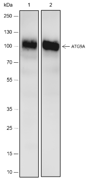 Anti-ATG9A Rabbit mAb