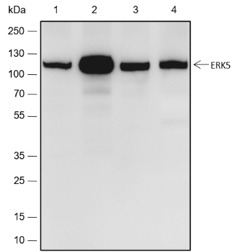 Anti-ERK5 Rabbit mAb