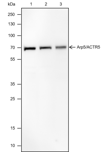 Anti-Arp5/ACTR5 Mouse mAb
