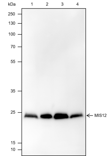Anti-MIS12 Mouse mAb