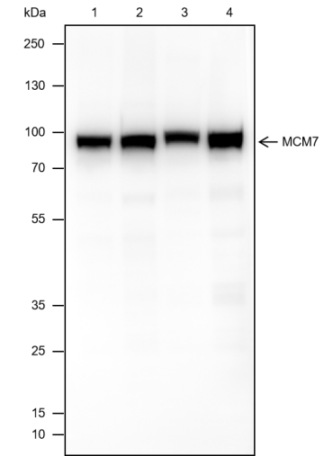 Anti-MCM7 Mouse mAb