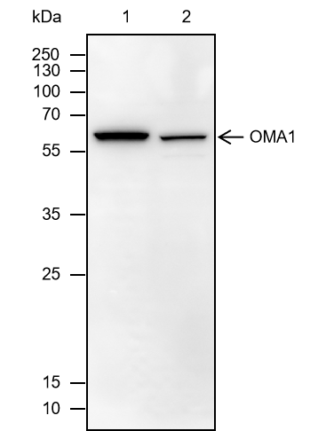 Anti-OMA1 Mouse mAb