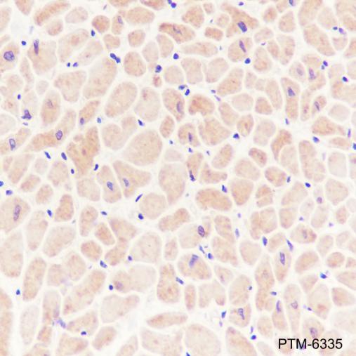 Anti-OMA1 Mouse mAb