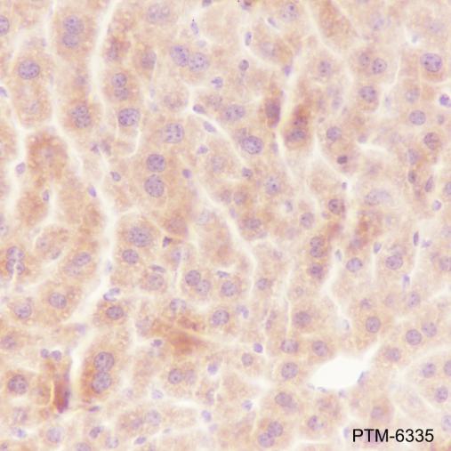 Anti-OMA1 Mouse mAb