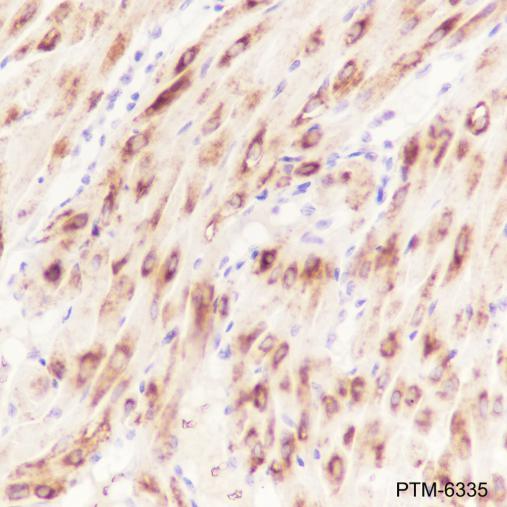 Anti-OMA1 Mouse mAb