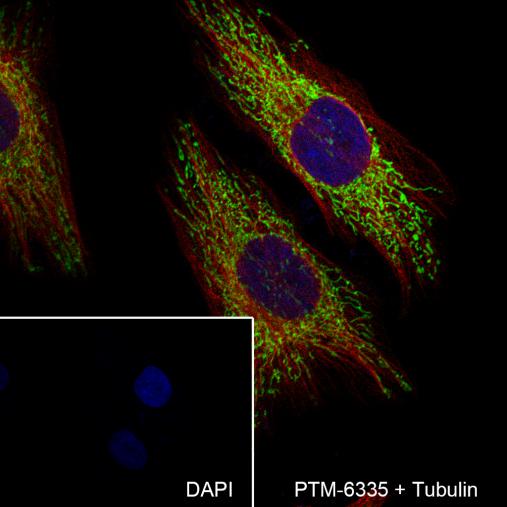 Anti-OMA1 Mouse mAb
