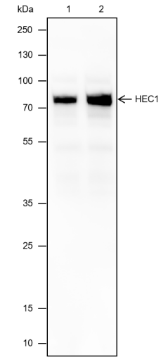 Anti-HEC1 Mouse mAb