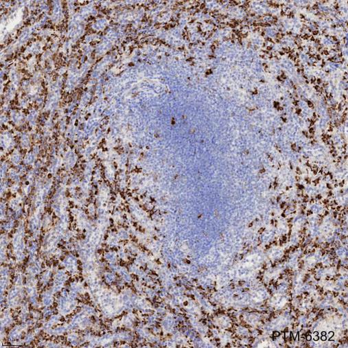 Anti-CD68 Mouse mAb