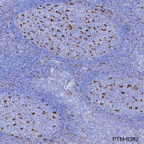 Anti-CD68 Mouse mAb