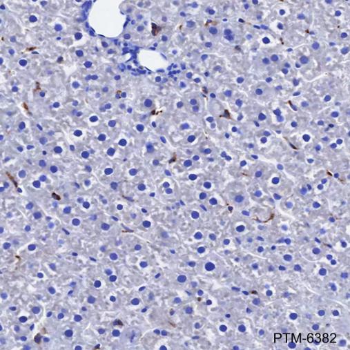 Anti-CD68 Mouse mAb