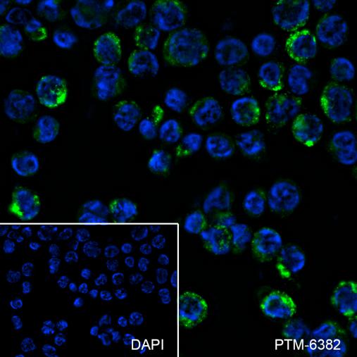 Anti-CD68 Mouse mAb