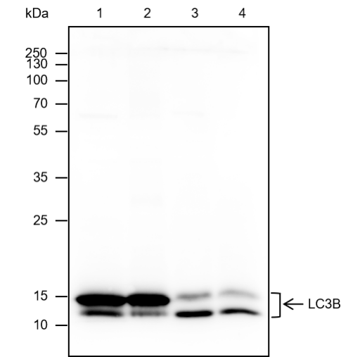 Anti-LC3B Rabbit mAb