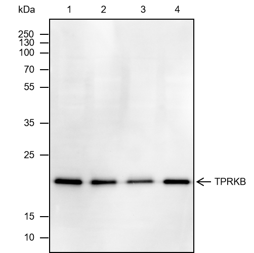 Anti-TPRKB Mouse mAb