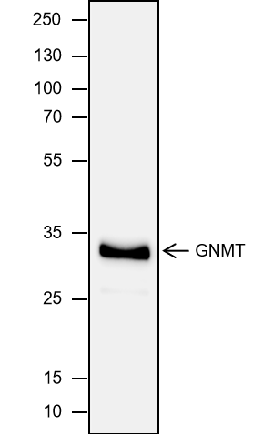 Anti-GNMT Mouse mAb
