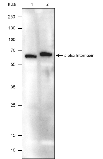 Anti-alpha-Internexin Mouse mAb