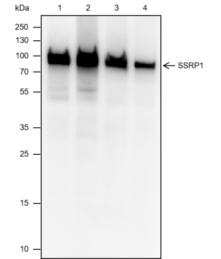 Anti-SSRP1 Mouse mAb