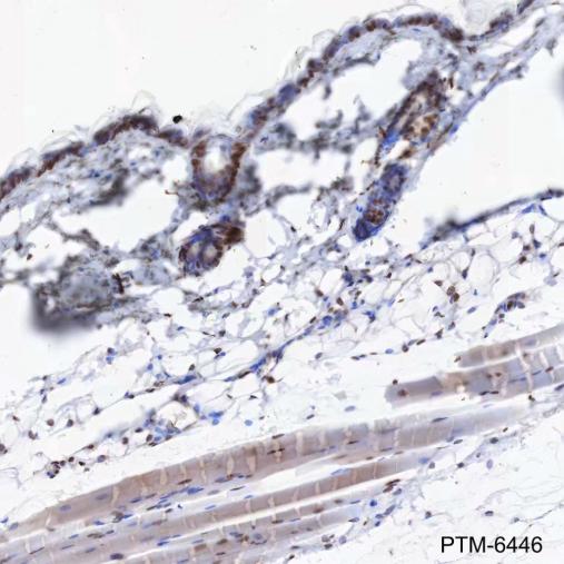 Anti-SSRP1 Mouse mAb