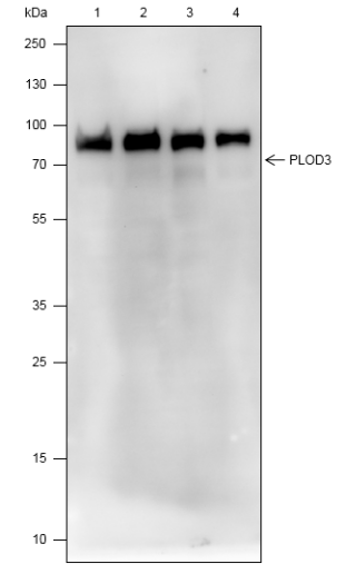 Anti-PLOD3 Mouse mAb