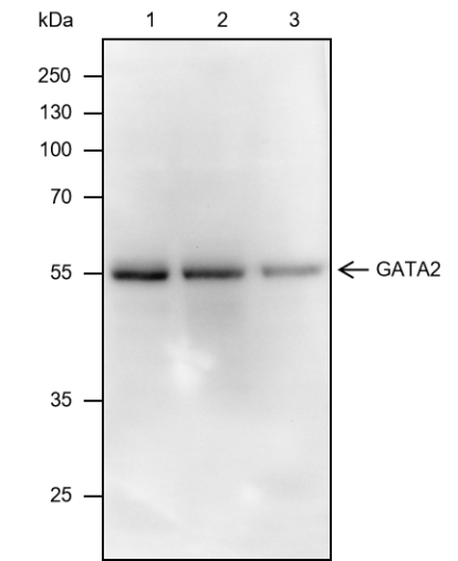 Anti-GATA2 Mouse mAb