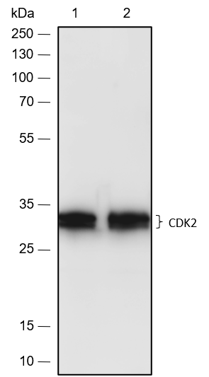 Anti-CDK2 Rabbit mAb