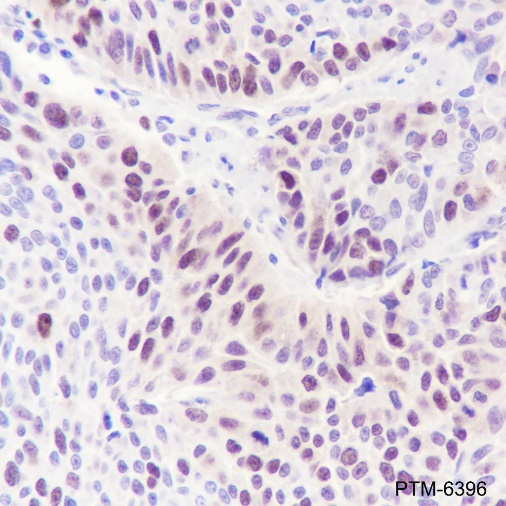 Anti-CDK2 Rabbit mAb
