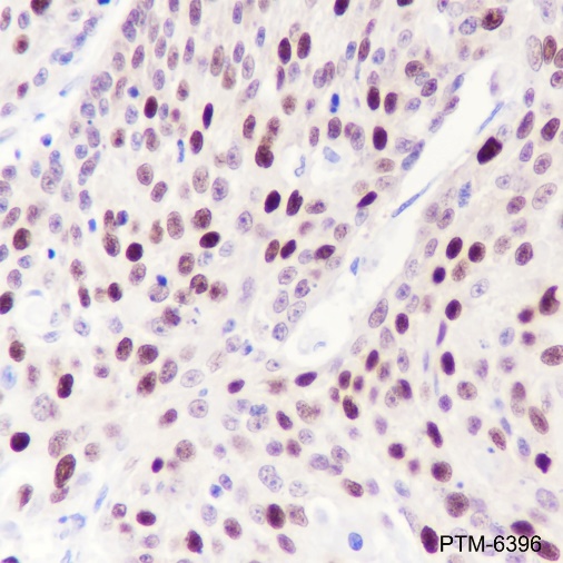 Anti-CDK2 Rabbit mAb