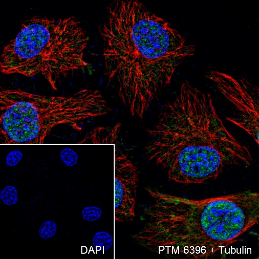 Anti-CDK2 Rabbit mAb