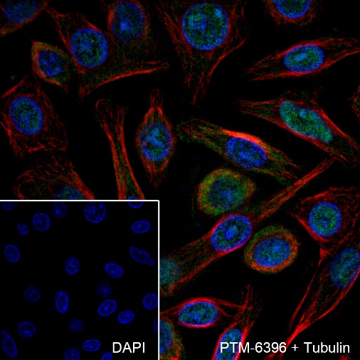 Anti-CDK2 Rabbit mAb