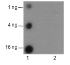 Anti-Phospho-Histone H2A.X (Ser139) Mouse mAb