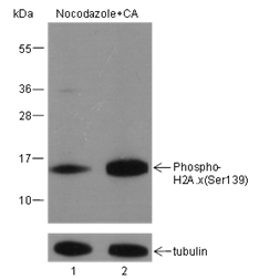 Anti-Phospho-Histone H2A.X (Ser139) Mouse mAb